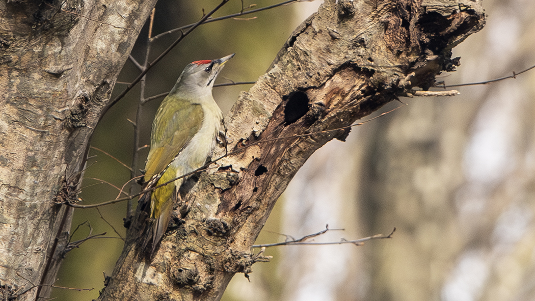 Gray-headed Woodpecker — Ana fotoğraf